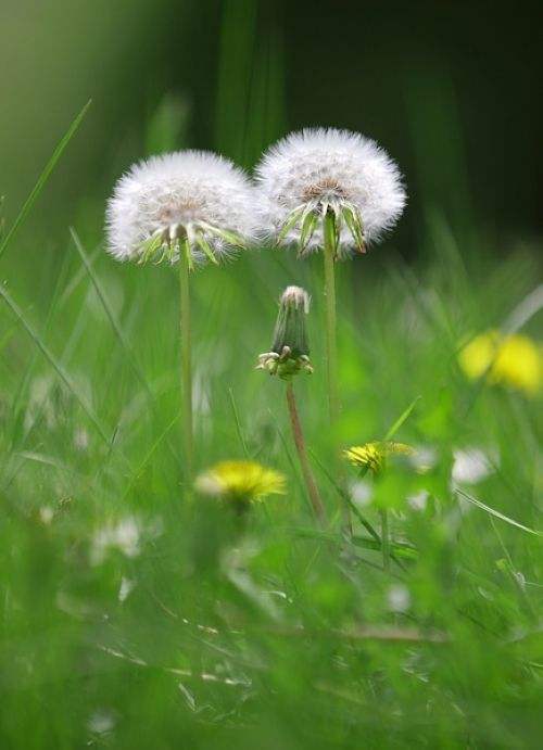 蒲公英
