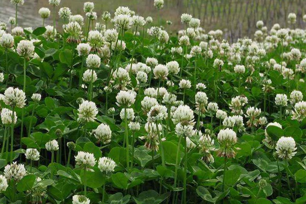 白三葉草種子的催芽方法