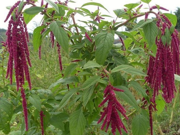 一畝籽粒莧可以養幾頭豬