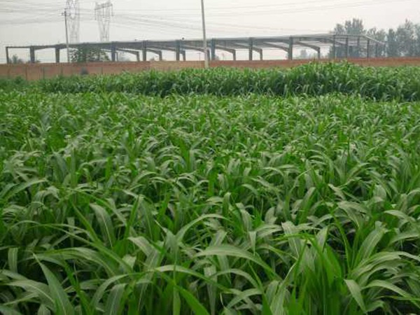 大力士甜高粱怎么用來喂養牛羊