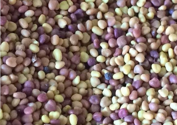 白三葉草種子的播種方法及種植技巧