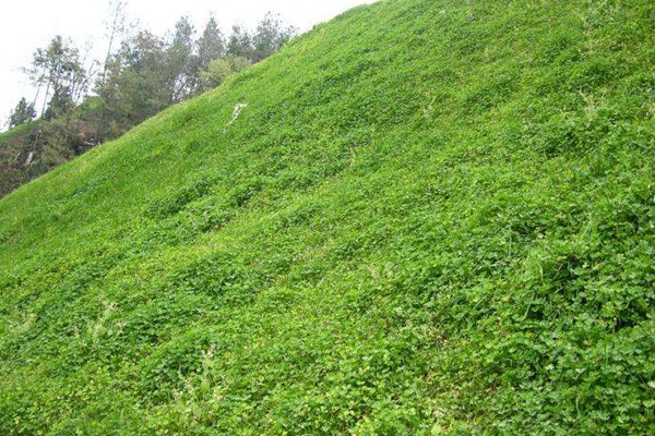 白三葉草種子什么時候播種