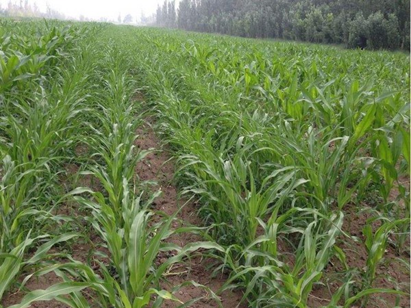 大力士甜高粱的畝產(chǎn)量是多少