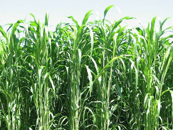 大力士甜高粱種子畝播種用量