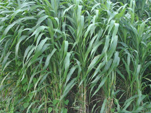 大力士甜高粱種子畝播種用量