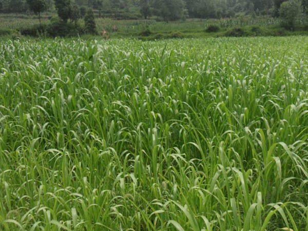 高丹草種子多少錢一斤，一畝地種植多少