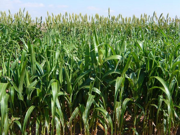 高丹草種子多少錢一斤，一畝地種植多少