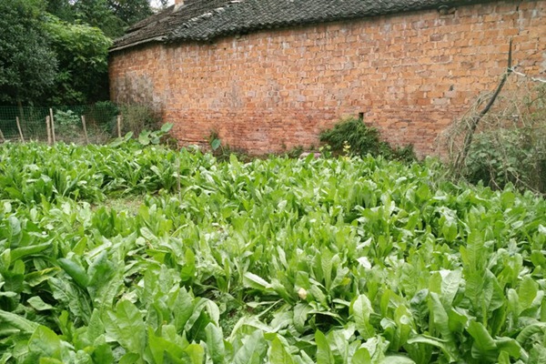 將軍菊苣和歐洲菊苣有什么不同