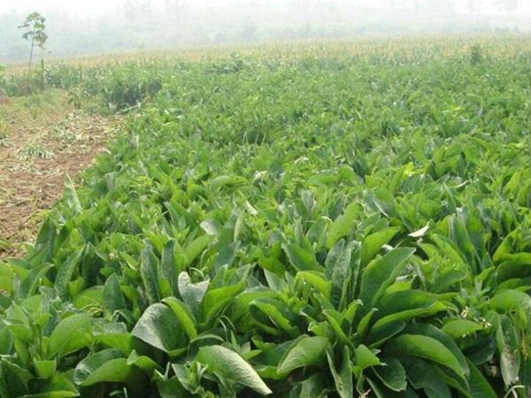 魯梅克斯種子的價格是多少