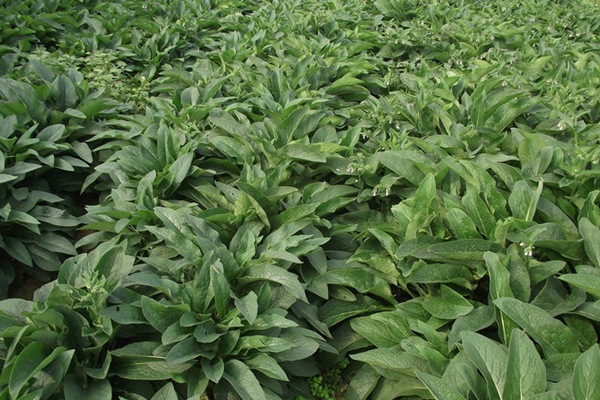 俄羅斯飼料菜的畝產量是多少