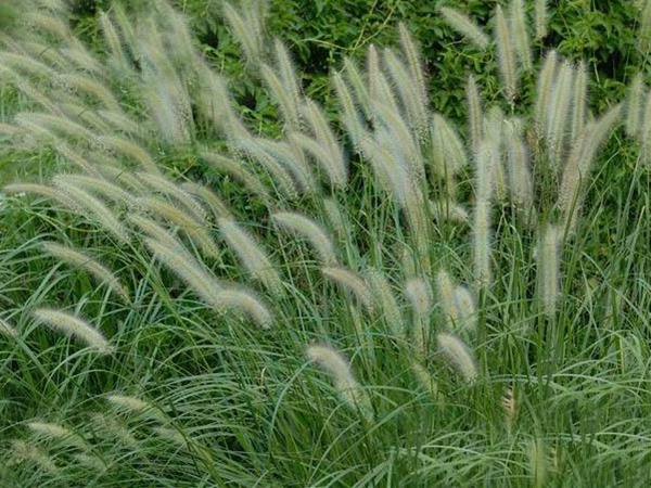 雜交狼尾草可以喂哪些家畜