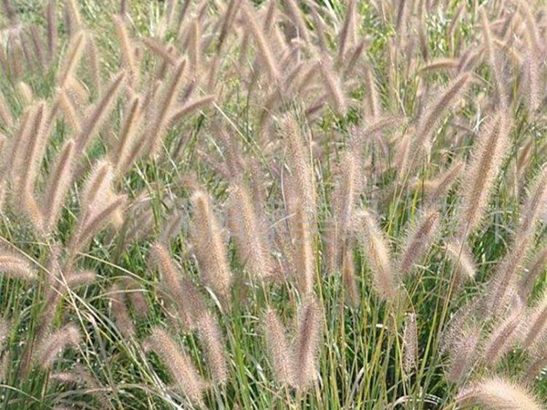 雜交狼尾草可以喂哪些家畜