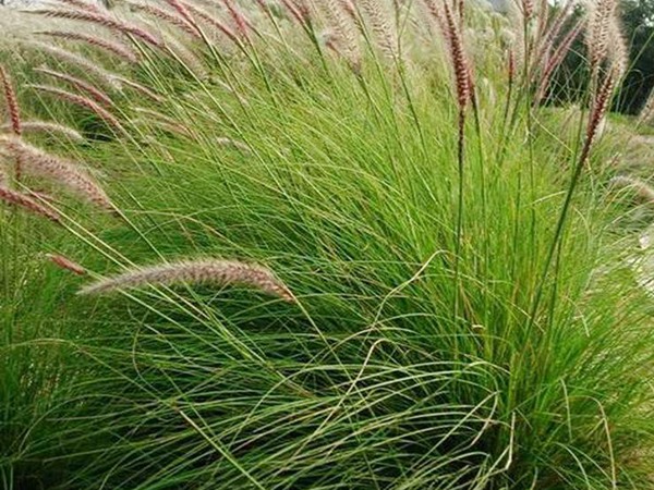 雜交狼尾草可以喂哪些家畜