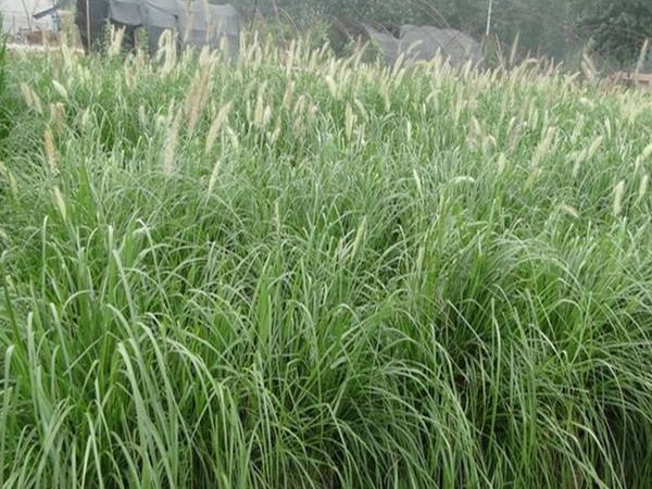 雜交狼尾草可以喂哪些家畜