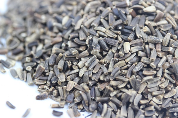 將軍菊苣種子的催芽方法