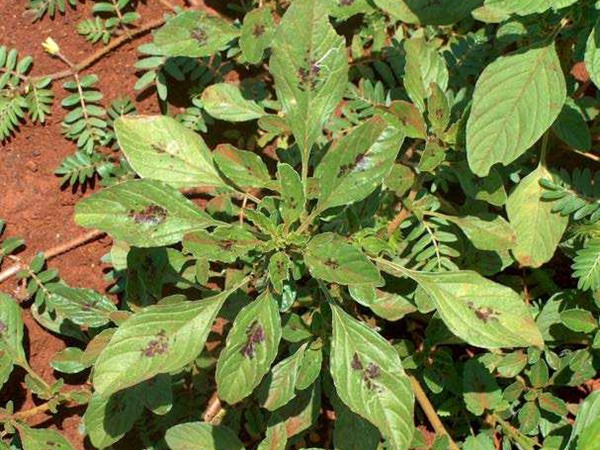 籽粒莧牧草的種植技術