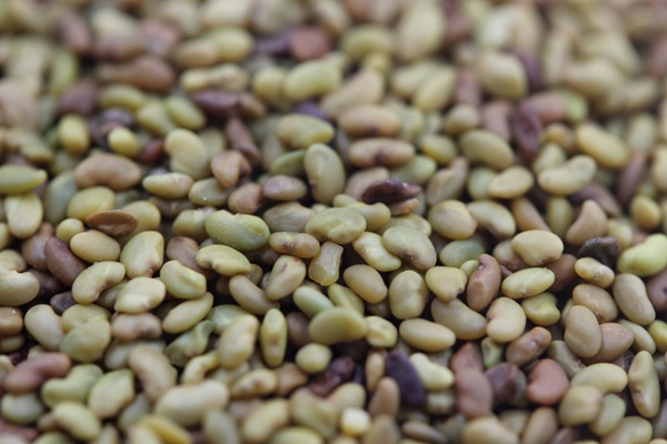 紫花苜蓿種子多少錢(qián)一斤