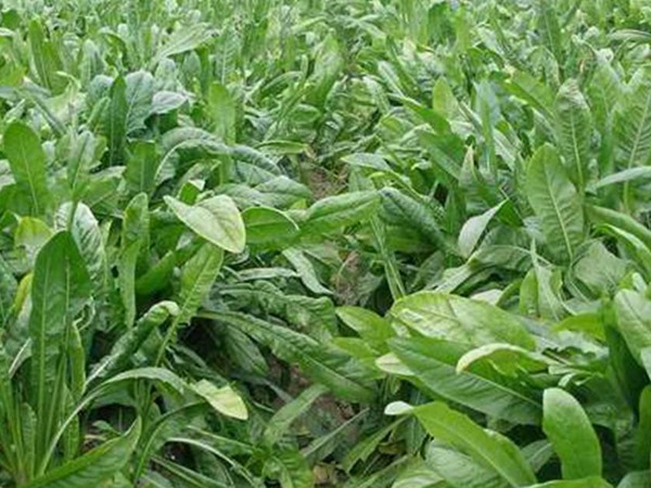 牧草魯梅克斯種子的種植技術