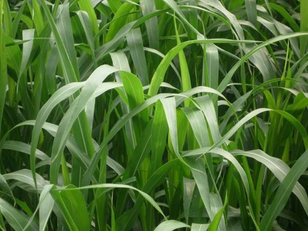 高丹草一年可以收割幾茬