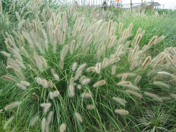 雜交狼尾草種植技術及高產技巧