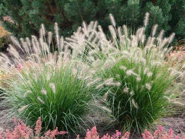 雜交狼尾草種植技術及高產技巧