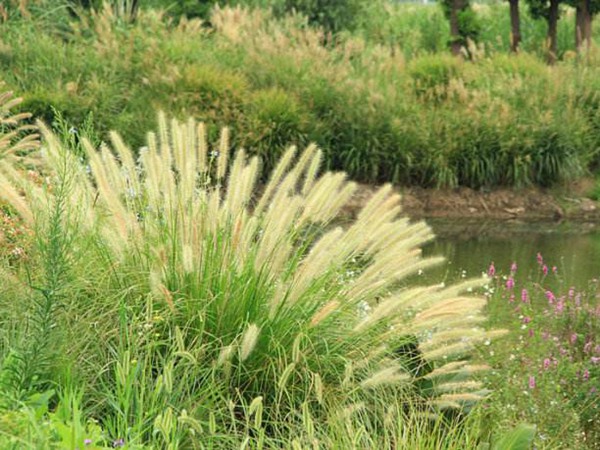 雜交狼尾草種植技術及高產技巧