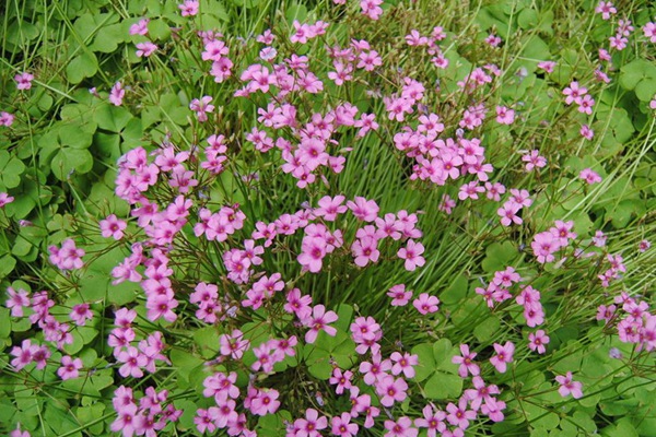 散養(yǎng)雞種什么飼草好