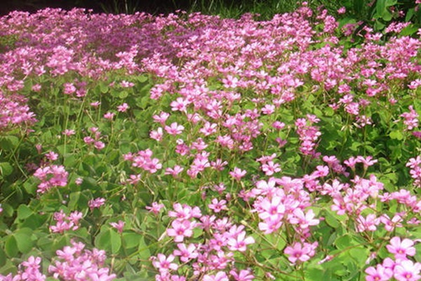 散養(yǎng)雞種什么飼草好