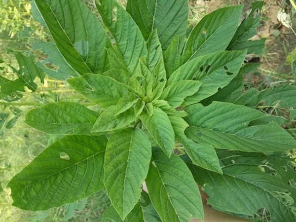 適合內(nèi)蒙古種植的牧草有哪些