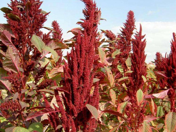 飼草和牧草有什么區(qū)別？