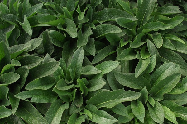 俄羅斯飼料菜種子催芽技術