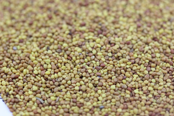 串葉松香草種子價格，多少錢一斤