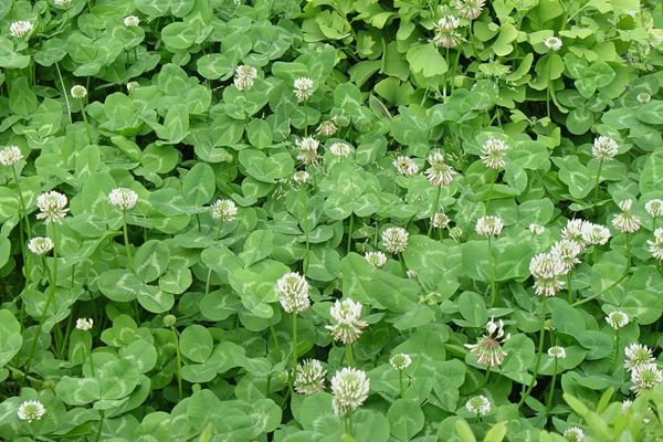 白三葉草種子畝播種用量