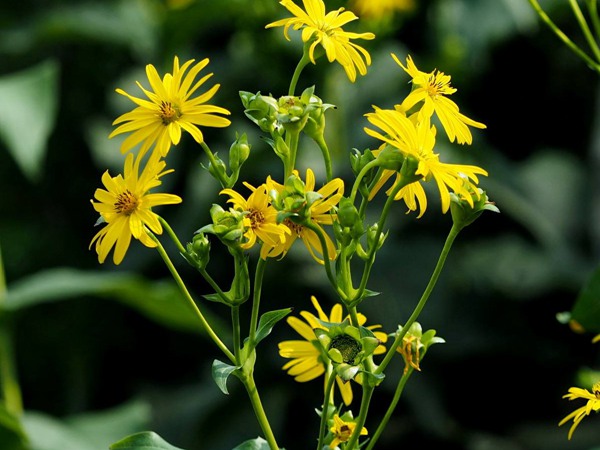 串葉松香草種子價格，多少錢一斤