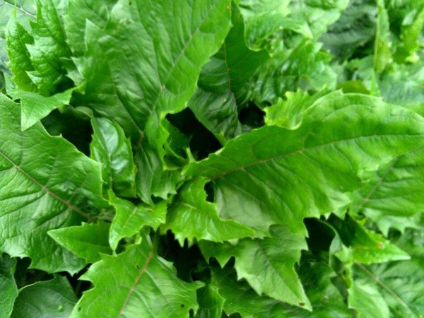 串葉松香草種子價格，多少錢一斤