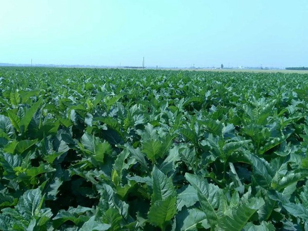 串葉松香草怎樣去毒，營養價值有哪些？