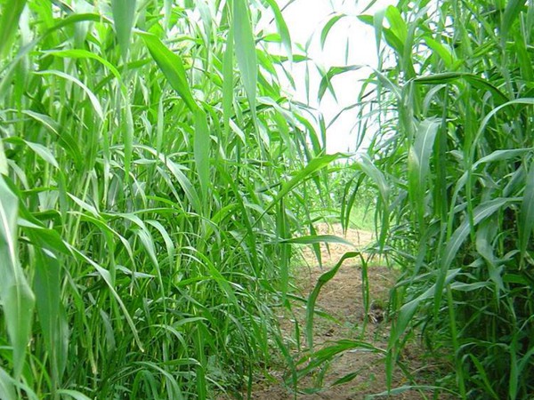 大力士甜高粱的種植效益如何？