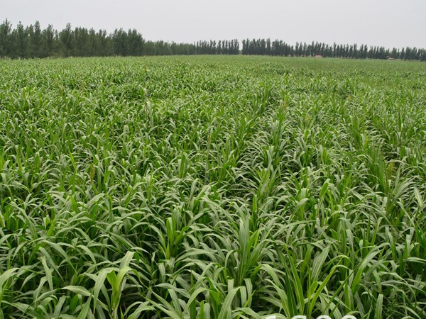 大力士甜高粱的種植效益如何？