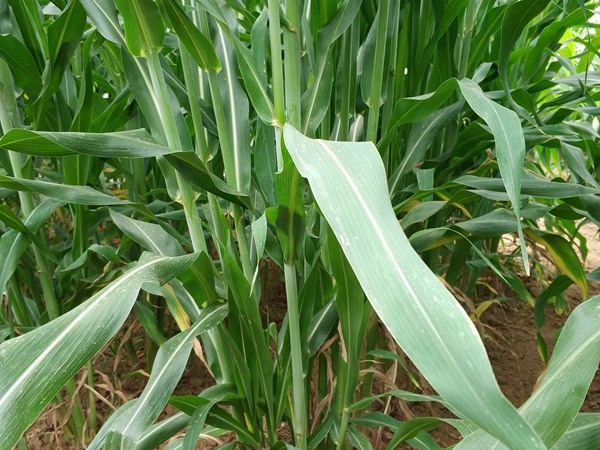 大力士甜高粱種子的種植方法