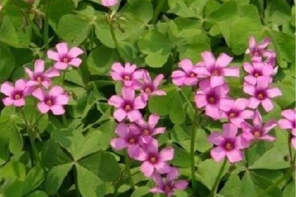 紅三葉草種子價(jià)格，多少錢(qián)一斤