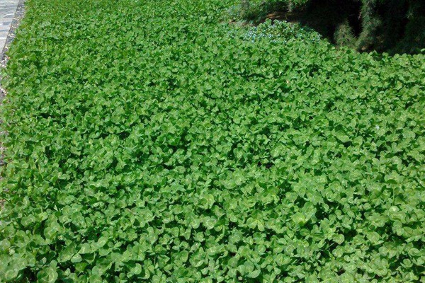 紅三葉草種子價格,多少錢一斤 紅三葉草種子價格,多少錢一斤