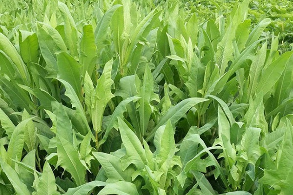 苦荬菜的畝產(chǎn)量是多少