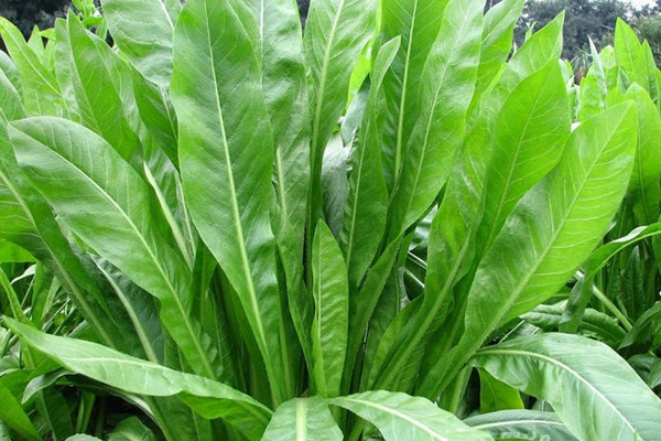 將軍菊苣種子畝播種用量