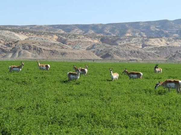 為什么說(shuō)苜蓿是飼草之王