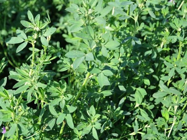 為什么說(shuō)苜蓿是飼草之王