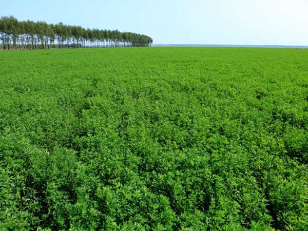 為什么說(shuō)苜蓿是飼草之王