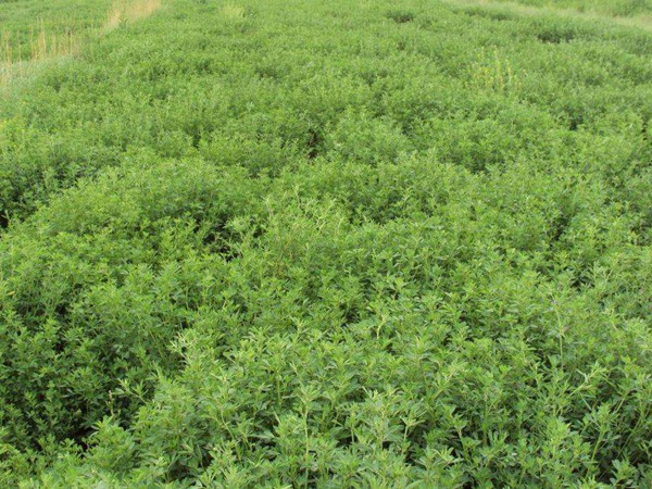 為什么說(shuō)苜蓿是飼草之王