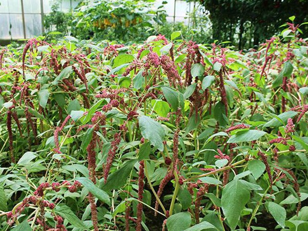 美國(guó)籽粒莧種子什么時(shí)候播種，一畝地種多少