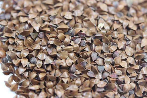 魯梅克斯種子多少錢一斤