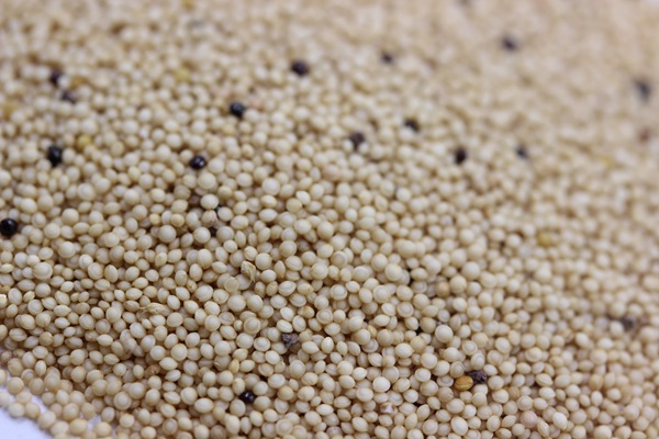 籽粒莧種子畝播種用量